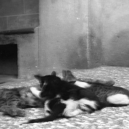 Gatti di casa Bellegotti 1901