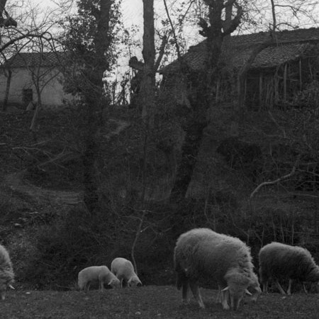 Pecore al pascolo 1905