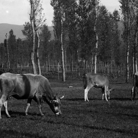 Mucche al pascolo nei prati di Filattiera 1906